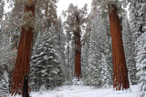 Scegli il tuo legno